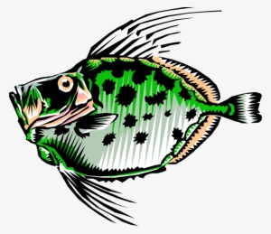 Vector Illustration Of Buck Dory Fish #1652622