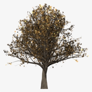 Rock Lee Png - Oak #1653765