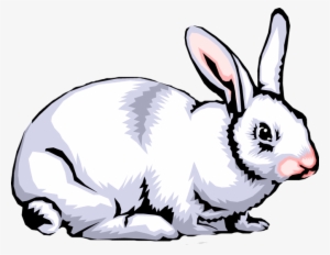 Rabbit Png Clipart - O Que São Seres Heterotroficos #1655051