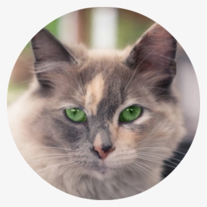 Cricketstar In A Such Such Suchity Such Circular Frame - Kitten #1655286