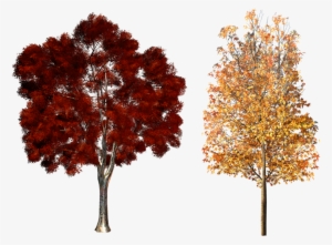 Plant Clip Art Autumn Trees Material Transprent #1657884