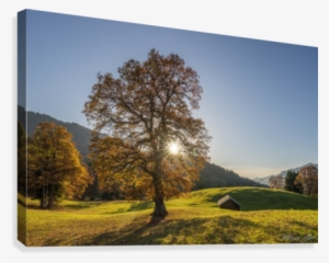 Autumn Tree Canvas Print - Grove #1657980