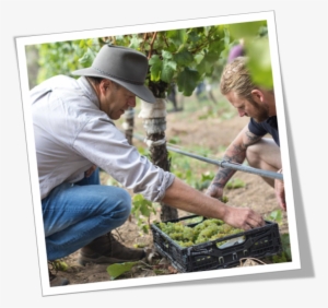 Voyager Estate Chardonnay Pick - Voyager Estate #1658646