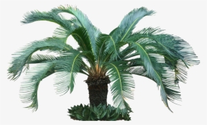 Fijikit Divider Smh - Tropical Tree Transparent Clipart #1659105