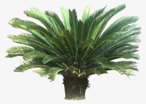 A Collection Of Tropical Plant Images With Transparent - Sago Palm Clipart #1659259