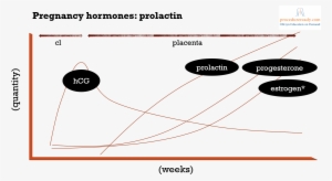 Pregnancy Hormones & Prolactin Regulation Diagram - Hormones During Pregnancy Prolactin #1659375