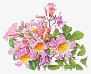 Pau D'arco Herbal Supplement - Alvita - Wildcrafted Pau D'arco Tea - 24 Tea Bags #1662420