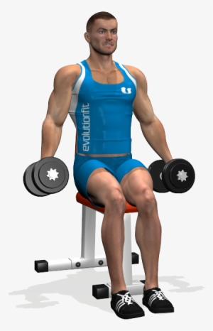 Over - Curl Con Manubri Seduto #1662566