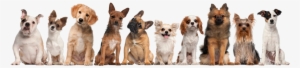 Group Of Dogs Sitting Against White Background 000021142304 - Group Of Small Dogs #1665533