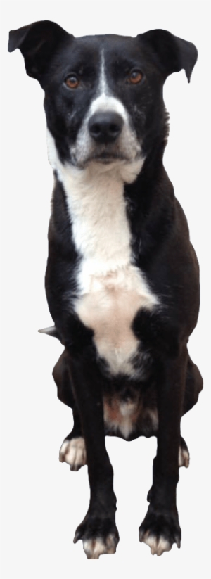 Sitting Dog Clipart Png - Free Transparent PNG Download - PNGkey