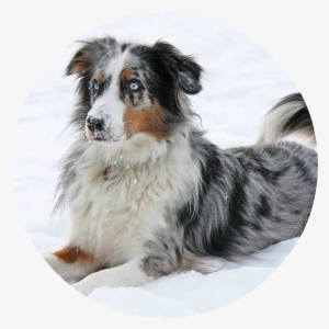 Full Grown Australian Shepherd Dog Sitting On Snow1 - Australian Shepherd #1665557