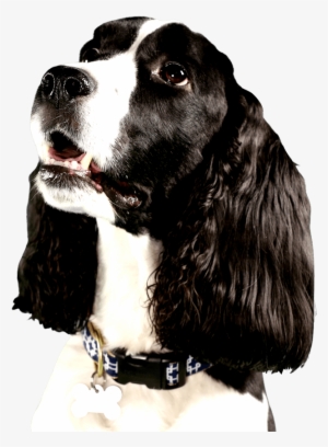 Cute Dog Looking Right At You With Big Brown Eyes - Dog Looking Right Png #1665636