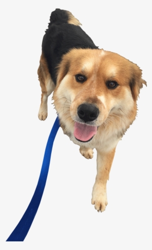 Dog Walking Png #1665692