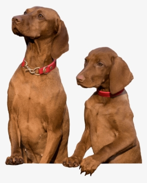 Fetch Two Dogs Sitting - Pet #1665966