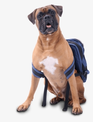 Dog With Blue Backpack Sitting - Dog #1666024