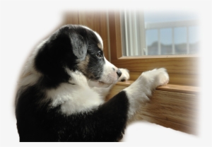 Out Of Town Pet Care - Leaving Dog #1666141