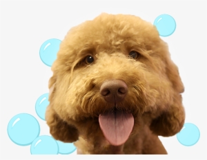 Book A Pet Sitting Service - Labradoodle #1666333