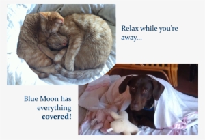 Welcome Blue Moon - Pet Sitting #1666576