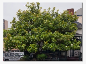 Victoria Variety Grandiflora Magnolia Tree #1668075
