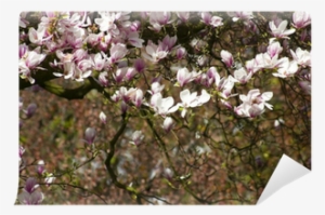 Southern Magnolia #1668097