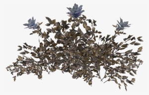 Hub Flower Plant - Chinese Magnolia #1668745