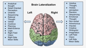 Brain-lateralization - Brain Lateralization #1669028