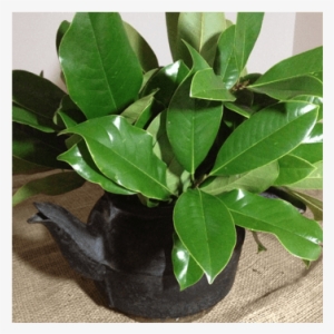 Magnolia Leaves Eclectic Decor - Jasmine #1669032