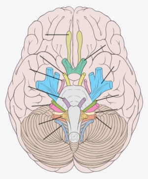 Or Left-brained Personality Type Exists, New Research - Inferior View Of The Brain #1669276
