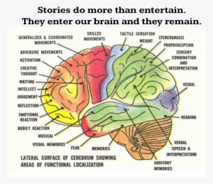 "lateral Brain Anatomy\ - Brain Anatomy #1669303