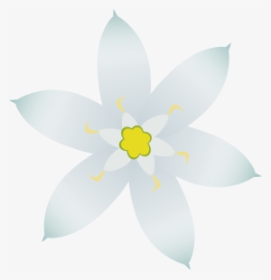 Star Of Bethlehem Picture Royalty Free - Lily Family #1671747