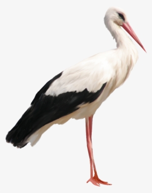 Stork Png #1673127