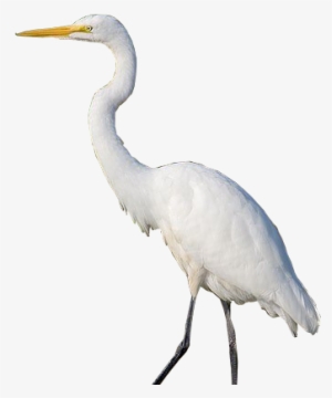 Zzgreategret7d - Heron In White Background #1673155