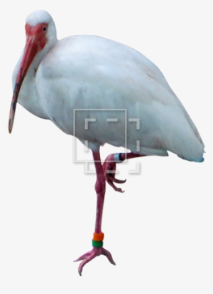 Parent Category - Portable Network Graphics #1673183