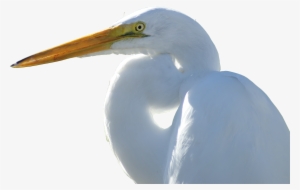 Crane - Transparent Snowy Egret #1673207