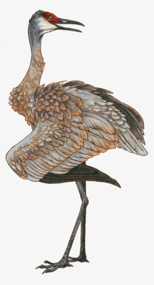 Sandhill Crane By Vinnycrow On Deviantart Black And - Clip Art Sandhill Cranes #1673236