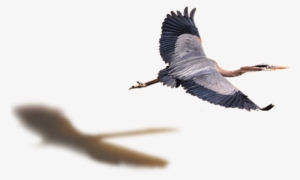 Flying Bird Png - Heron Flying Png #1673259