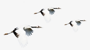Vector Bird Crane - Cream Crane Crowned Crane #1673285