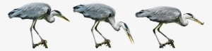 Nature, Bird, Heron, Water Bird, Hunt, Lurking, Bill - Water Bird Png #1673350