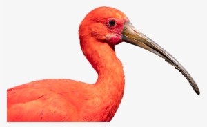 Scarlet Ibis, Bird, Nature, Crane, Beak, Ibis, Wildlife - Scarlet Ibis #1673402