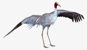 Cranesarus Tamara Henson - Sarus Crane Bird Png #1673555