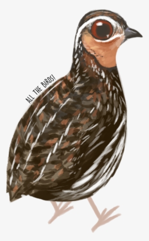 Stubble Quail Coturnix Pectoralis - Turkey #1673780