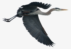 Matagorda County Has Led The Nation In The Number Of - Crane #1673788