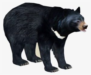 Asian Black Bear 3 - Zt2 Black Bear #1673963