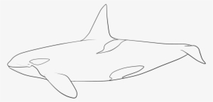 Happy Birthday By Ciorano - Orca Coloring Page #1674033