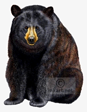 American Black Bear Decal - American Black Bear Png #1674034