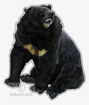 Asian Black Bear Decal - Drawing #1674443