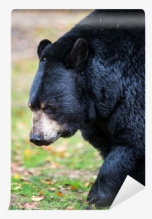 American Black Bear #1674465