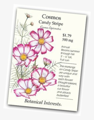 Candystripe Cosmos Seeds (cosmos Bipinnatus) #1675317