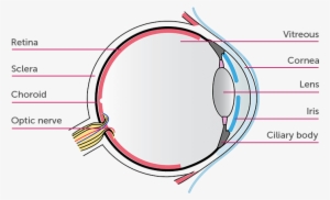 Parts Of The Eye - Circle #1676990