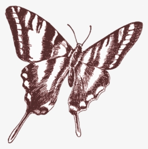 Kimberly Allen - Butterfly On Print 2 #1677723